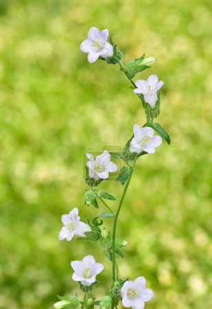Images of natural flowers. bellflower photos.
