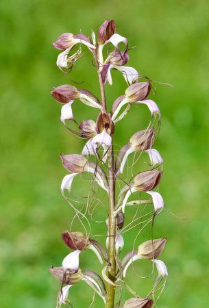 photos of wild plants and wildflowers. photos of wild orchids.
