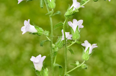 Images of natural flowers. bellflower photos.