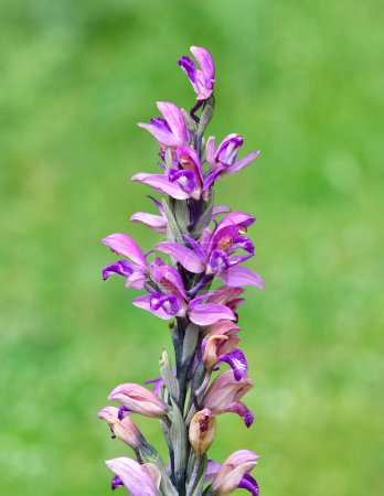 photographies de plantes sauvages et de fleurs sauvages. photos d'orchidées sauvages pourpres.