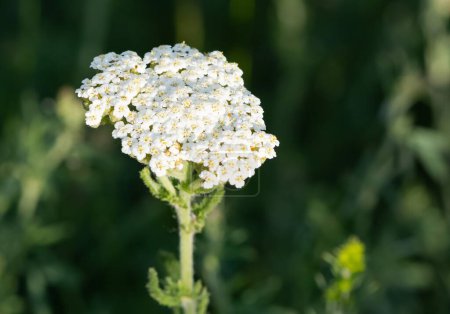 Weiße Blüten wachsen spontan in der Natur