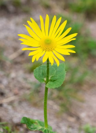 Fotos von gelben Blüten, die in großer Höhe wachsen