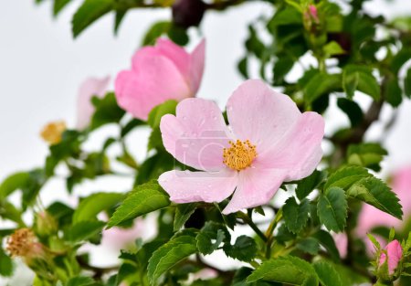 Flores naturales que crecen en zonas rurales. rosa mosqueta flor fotos.
