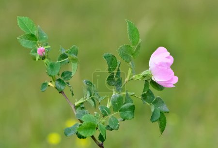 Natural flowers growing in rural areas. rosehip flower photos.