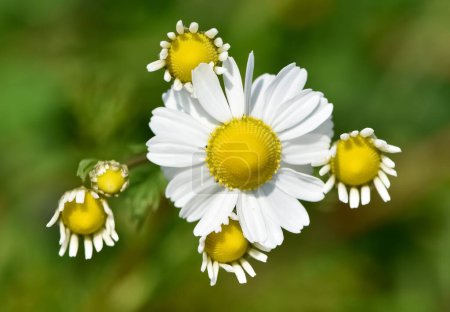 Photo for Flowers growing in rural areas. wild white daisy photos. - Royalty Free Image