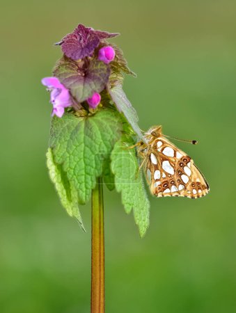 Foto de Fotos de mariposas alimentándose de flores - Imagen libre de derechos
