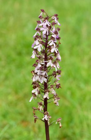 flowers growing in rural areas. wild orchid photos.