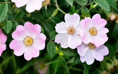 Flores naturales que crecen en zonas rurales. rosa mosqueta flor fotos.