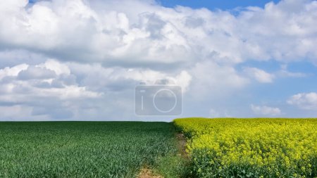 rural areas. landscape photos. images of canola fields and cloudy skies.