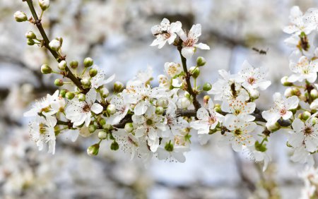 Fotos von blühenden Pflaumenbäumen und Pflaumenblumen
