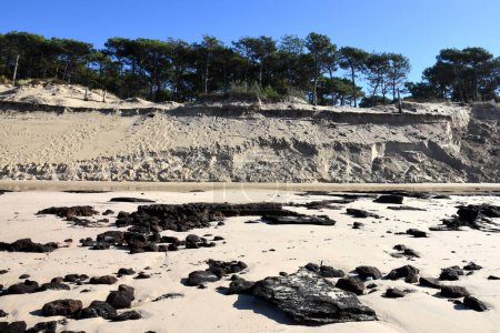 Téléchargez les photos : France, Aquitaine, sur la côte atlantique l'élévation du niveau de l'océan et la force des tempêtes favorisent l'érosion des plages et des dunes. - en image libre de droit