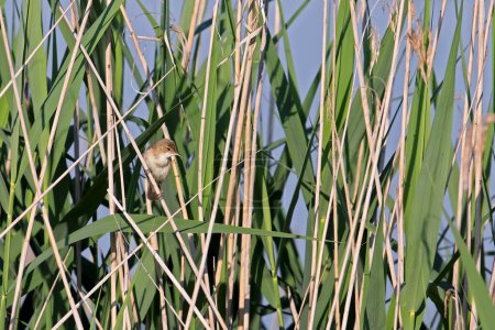 Téléchargez les photos : La paruline marécageuse un oiseau commun et commun de reproduction et d'été dans toute l'Europe centrale - en image libre de droit