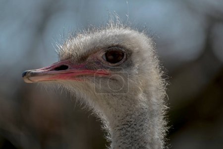 Photo for Closeup of an ostrich head, side view, blurry background - Royalty Free Image