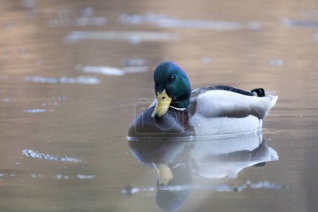 Photo for Close-up of a mallard swimming on the water - Royalty Free Image