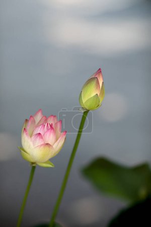 Téléchargez les photos : Deux bourgeons d'une fleur de lotus, nénuphar sur fond flou - en image libre de droit