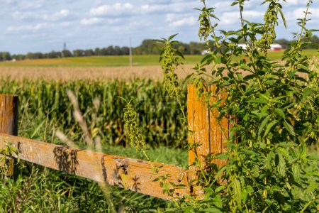 Foto de Paisaje vista de un campo de cultivo agrícola de maíz en un día soleado de verano, con una cerca de madera rústica en primer plano - Imagen libre de derechos