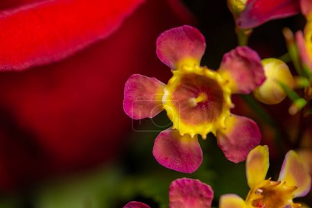 Photo for Abstract macro texture view of single tiny pink and yellow waxflower (chamelaucium uncinatum) in an indoor floral bouquet arrangement - Royalty Free Image