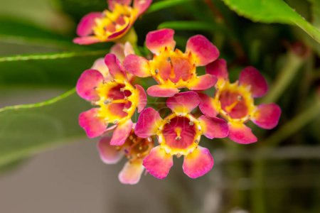 Foto de Vista macro abstracta de la textura de hermosas flores de cera rosa y amarilla diminutas (camelaucium uncinatum) en un arreglo de ramo floral interior - Imagen libre de derechos
