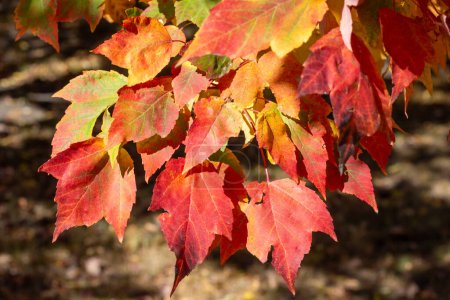 Foto de Primer plano textura fondo de hojas de colores en un árbol de arce rojo (acer rubrum) con brillante color de otoño - Imagen libre de derechos