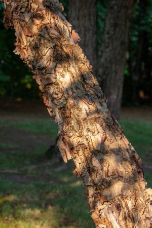 Foto de Vista de cerca de la hermosa corteza rota rugosa en el tronco de un árbol de abedul del río llamativo (betula nigra) a la luz del sol del último día - Imagen libre de derechos