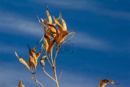 Photo for Close up abstract texture view of winter dried and faded swamp milkweed pods and foliage, with blue sky background - Royalty Free Image