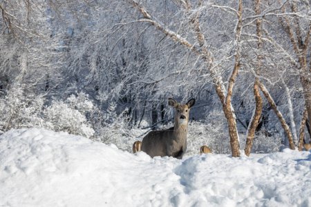 Foto de This landscape image shows a solitary white-tailed deer peeking up from behind a snow mound, while eating at a feeder, on a sunny winter day. - Imagen libre de derechos