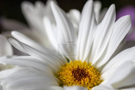 Foto de Vista macro abstracta de marco completo de una sola flor de crisantemo blanco brillante en un arreglo de ramo de florista interior - Imagen libre de derechos