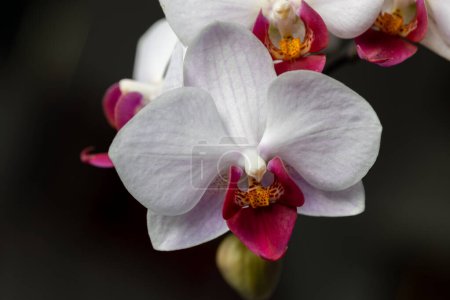 Vue macro abstraite plein cadre de belles fleurs d'orchidée de papillon de nuit rouge et blanc (phalaenopsis) dans un arrangement de bouquet intérieur, avec un fond sombre neutre