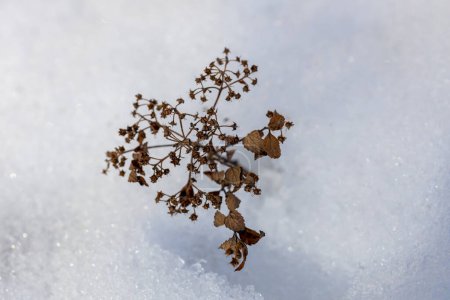 Foto de Vista de fondo de textura abstracta de marco completo de flores y tallos de espirea secos y marchitos asomándose a través de la nieve en invierno - Imagen libre de derechos