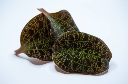 Photo for Macro abstract view of three dark green jewel orchid leaves (Macodes petola) with bright golden iridescent leaf veins that resemble lightning bolts, on a white background - Royalty Free Image