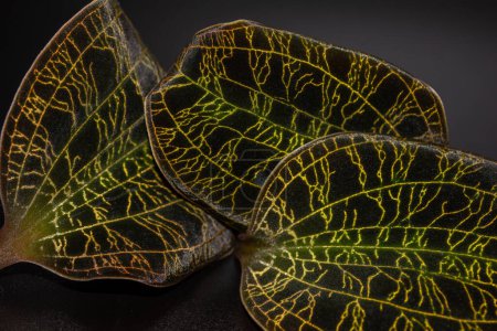 Photo for Macro abstract view of three dark green jewel orchid leaves (Macodes petola) with bright golden iridescent leaf veins that resemble lightning bolts, on a dark background - Royalty Free Image