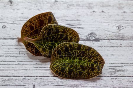 Photo for Macro abstract view of three dark green jewel orchid leaves (Macodes petola) with bright golden iridescent leaf veins that resemble lightning bolts, on a white washed wood background - Royalty Free Image