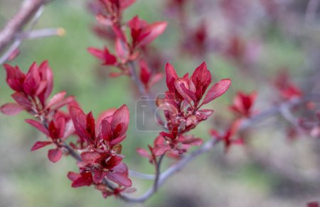 Close up texture view of young purple foliage emerging on a purple leaf sand cherry (prunus cistena) bush in early spring