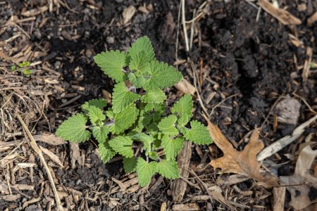 Closeup texture view of young catnip (nepeta cataria) herb plant leaves emerging in a garden in spring