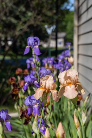 Téléchargez les photos : Vue rapprochée de fleurs d'iris barbu (iris germanica) vintage colorées fleurissant dans un jardin ensoleillé, avec un fond déconcentré - en image libre de droit
