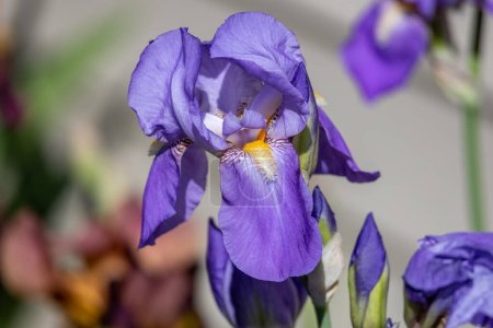 Téléchargez les photos : Vue macro abstraite d'une fleur solitaire d'iris barbu (iris germanica) de couleur bleu lavande fleurissant dans un jardin ensoleillé, avec un fond déconcentré - en image libre de droit