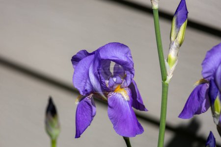 Téléchargez les photos : Vue macro abstraite de fleurs d'iris barbu (iris germanica) de couleur bleu lavande fleurissant dans un jardin ensoleillé, avec un fond déconcentré - en image libre de droit