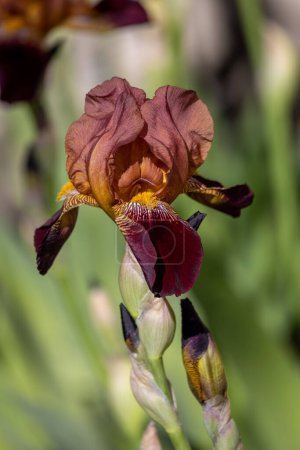 Téléchargez les photos : Vue macro abstraite d'une fleur solitaire d'iris barbu de couleur rouge bordeaux profond (iris germanica) fleurissant dans un jardin ensoleillé, avec un fond déconcentré - en image libre de droit