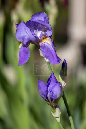 Téléchargez les photos : Vue macro abstraite de fleurs d'iris barbu (iris germanica) de couleur bleu lavande fleurissant dans un jardin ensoleillé, avec un fond déconcentré - en image libre de droit