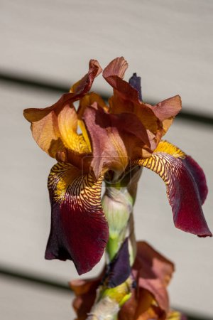 Téléchargez les photos : Vue macro abstraite d'une fleur solitaire d'iris barbu de couleur rouge bordeaux profond (iris germanica) fleurissant dans un jardin ensoleillé, avec un fond déconcentré - en image libre de droit