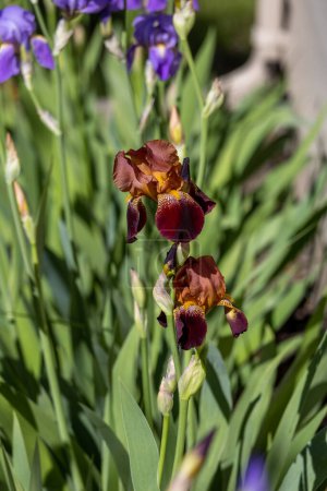 Téléchargez les photos : Macro vue abstraite de couleur rouge bordeaux foncé iris barbu (iris germanica) fleurs fleurissant dans un jardin ensoleillé, avec fond déconcentré - en image libre de droit