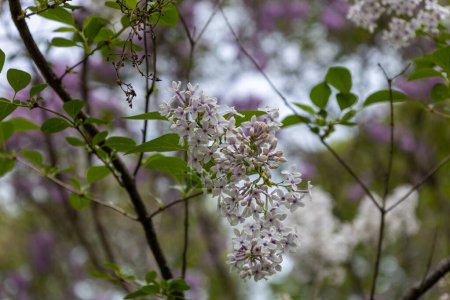 Téléchargez les photos : Macro texture fond de fleurs Miss Kim lilac (syringa patula) faisceaux de fleurs faible angle lumière du soleil - en image libre de droit