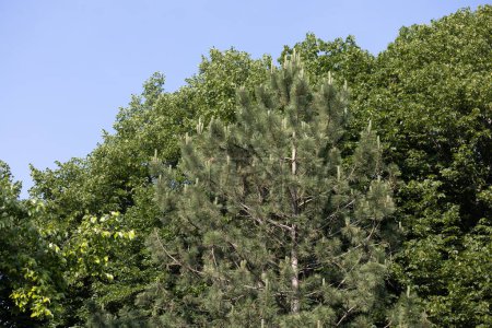 Photo for Texture background upward view of trees, including an Austrian pine surrounded by river birch, and basswood lindens, with blue sky background - Royalty Free Image