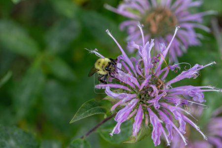 Téléchargez les photos : Gros plan texture fond vue de couleur pourpre bergamote sauvage (monarda fistulosa) fleurs sauvages, également connu sous le nom de baume d'abeille. - en image libre de droit
