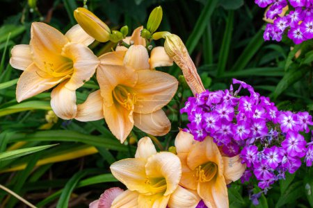 Téléchargez les photos : Vue rapprochée de belles fleurs de lys de couleur jaune (hemerocallis) dans un jardin ensoleillé lumineux - en image libre de droit