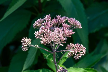 Photo for Full frame macro abstract texture background of mauve pink color Joe-Pye weed flowers in bloom in a sunny butterfly garden. - Royalty Free Image