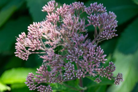 Photo for Full frame macro abstract texture background of mauve pink color Joe-Pye weed flowers in bloom in a sunny butterfly garden. - Royalty Free Image