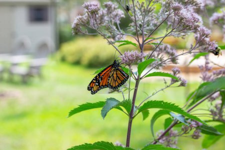 Foto de Vista de cerca de una mariposa monarca (danaus plexippus) alimentándose de una hierba rosa Joe-Pye a la luz del sol moteada. - Imagen libre de derechos