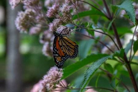Foto de Vista de cerca de una mariposa monarca (danaus plexippus) alimentándose de una hierba rosa Joe-Pye a la luz del sol moteada. - Imagen libre de derechos