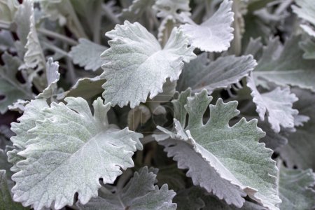 Photo for Full frame texture background view of a silvery leaves on a dusty miller (jacobaea maritima) plant - Royalty Free Image